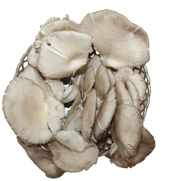 Oyster  Mushrooms